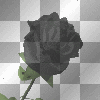 black rose