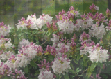 pink and white flowers