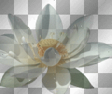loto..