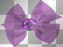  BOW 
