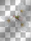 FLOWER..