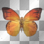 butterfly orange