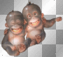 monkeys monkeys