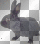 Black Bunny =^-^=