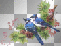 oiseaux  -c