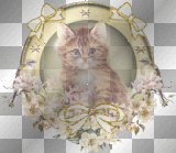süß katze