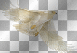 Still Hawk =^-^= Still Hawk =^-^=