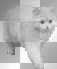 animated white cat