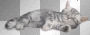 katze