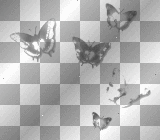 black white transparent butterflies