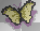 butterfly @ro@