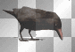 CROW PICKING