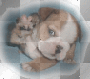 cute waving puppy