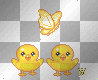 chicks