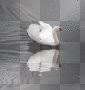 *cigno*animazione by Giullia1