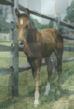 foal by the gate