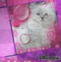 gattino