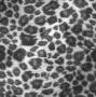 leopard leopard