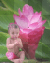 baby flower