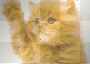 cat said Godd bye