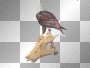 aigle