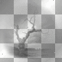 malinconic tree