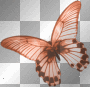 butterfly..