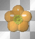 orange flower_animated