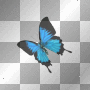 blue butterfly