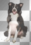 Hund hechelt