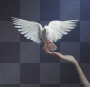 Dove in Hand