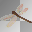 Dragonfly ~ Animated