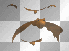 bat