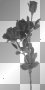 blackrose...