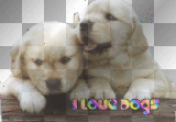I Love Dogs