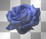 ROSAS...