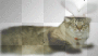Adam cat