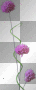 LATO SUMMER FLOWER 