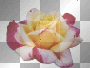 Yellow & Pink Rose .=^_^=. Yellow & Pink Rose .=^_^=.