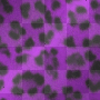 purple animal