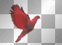dove