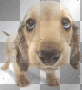 Funny Dog