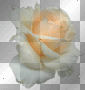 Rose Goldglitter