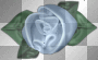 FLOWER..