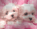 love dogs