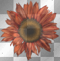 Sunflower Sunflower