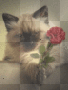 Cat and Rose
