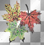 Leaves Leaves