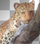 ☺wild animal:)