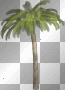 LATO SUMMER  TREE
